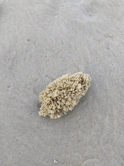 Flustridae
