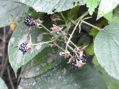 Rubus hirtus