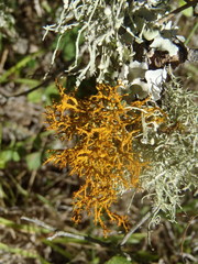 Teloschistes inflatus