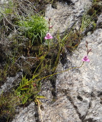 Disa racemosa