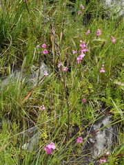 Disa racemosa