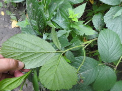 Rubus hirtus
