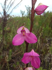 Disa racemosa