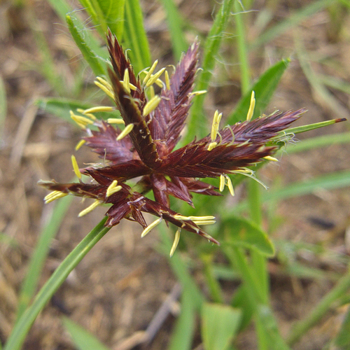 Cyperus semitrifidus