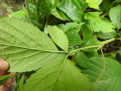 Rubus hirtus