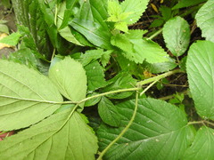 Rubus hirtus