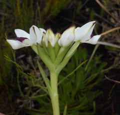 Disa bivalvata