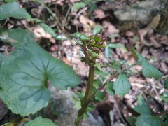 Packera coahuilensis