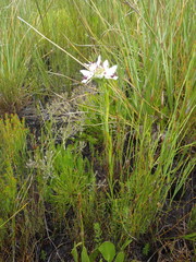 Disa bivalvata