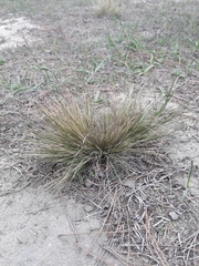 Piptochaetium stipoides