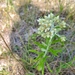 photo of Sweet Everlasting (Pseudognaphalium obtusifolium)