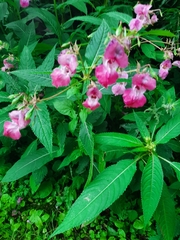 Impatiens glandulifera