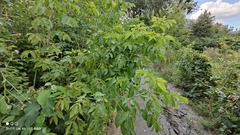 Acer negundo