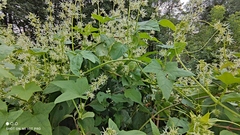 Echinocystis lobata