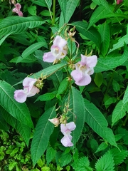 Impatiens glandulifera