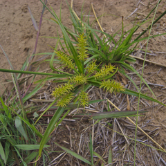 Cyperus cyperoides cyperoides