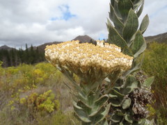 Syncarpha milleflora