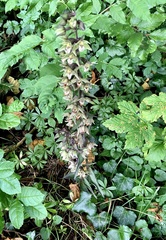 Epipactis purpurata