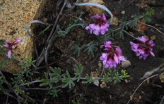 Indigofera equimontana