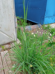 Phleum pratense nodosum