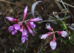 Indigofera equimontana