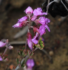 Indigofera equimontana