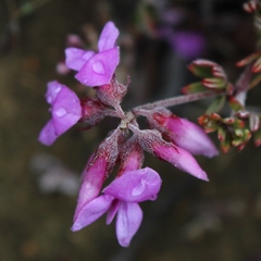 Indigofera equimontana