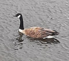 Branta canadensis