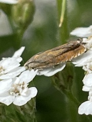 Lathronympha strigana