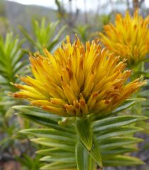 Pteronia fasciculata