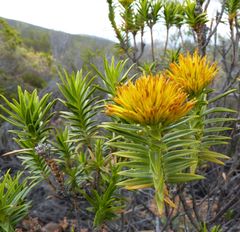 Pteronia fasciculata