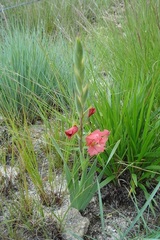 Gladiolus rehmannii