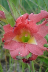 Gladiolus rehmannii
