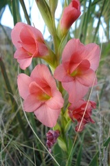 Gladiolus rehmannii