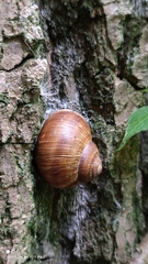 Helix pomatia