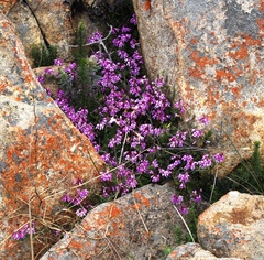 Indigofera equimontana