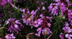 Indigofera equimontana