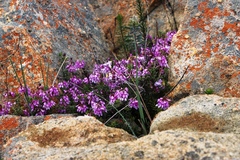 Indigofera equimontana