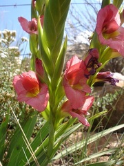 Gladiolus rehmannii