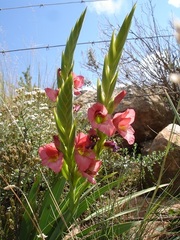 Gladiolus rehmannii