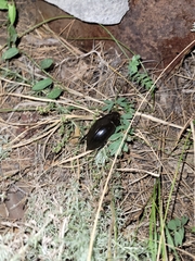 Hydrophilus
