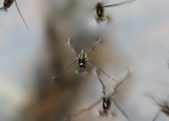 Rheumatobates rileyi