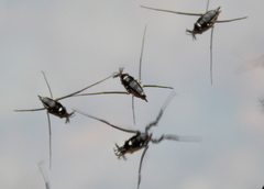 Rheumatobates rileyi