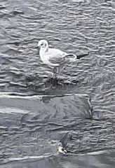 Chroicocephalus ridibundus