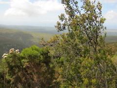 Leucadendron conicum