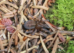 Callobius bennetti