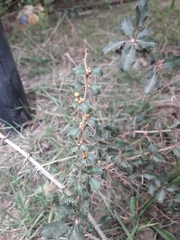 Berberis actinacantha
