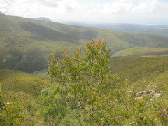 Leucadendron conicum