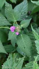 Galeopsis bifida