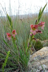 Gladiolus rehmannii